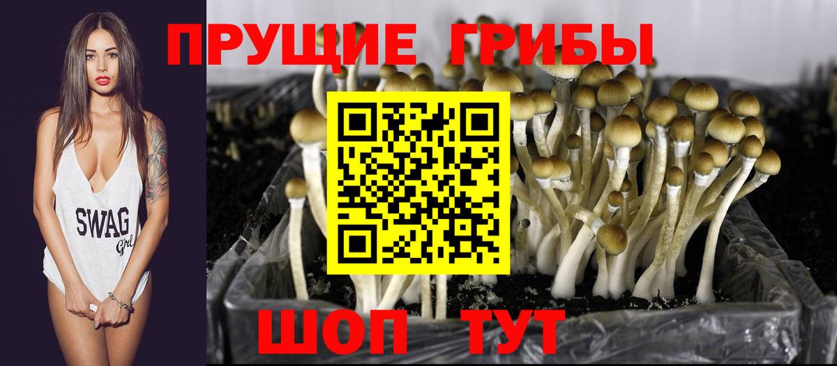 Лабинск  Псилоцибиновые грибы GOLDEN TEACHER  Вход с VPN  Псилоцибиновые грибы прущие грибы 